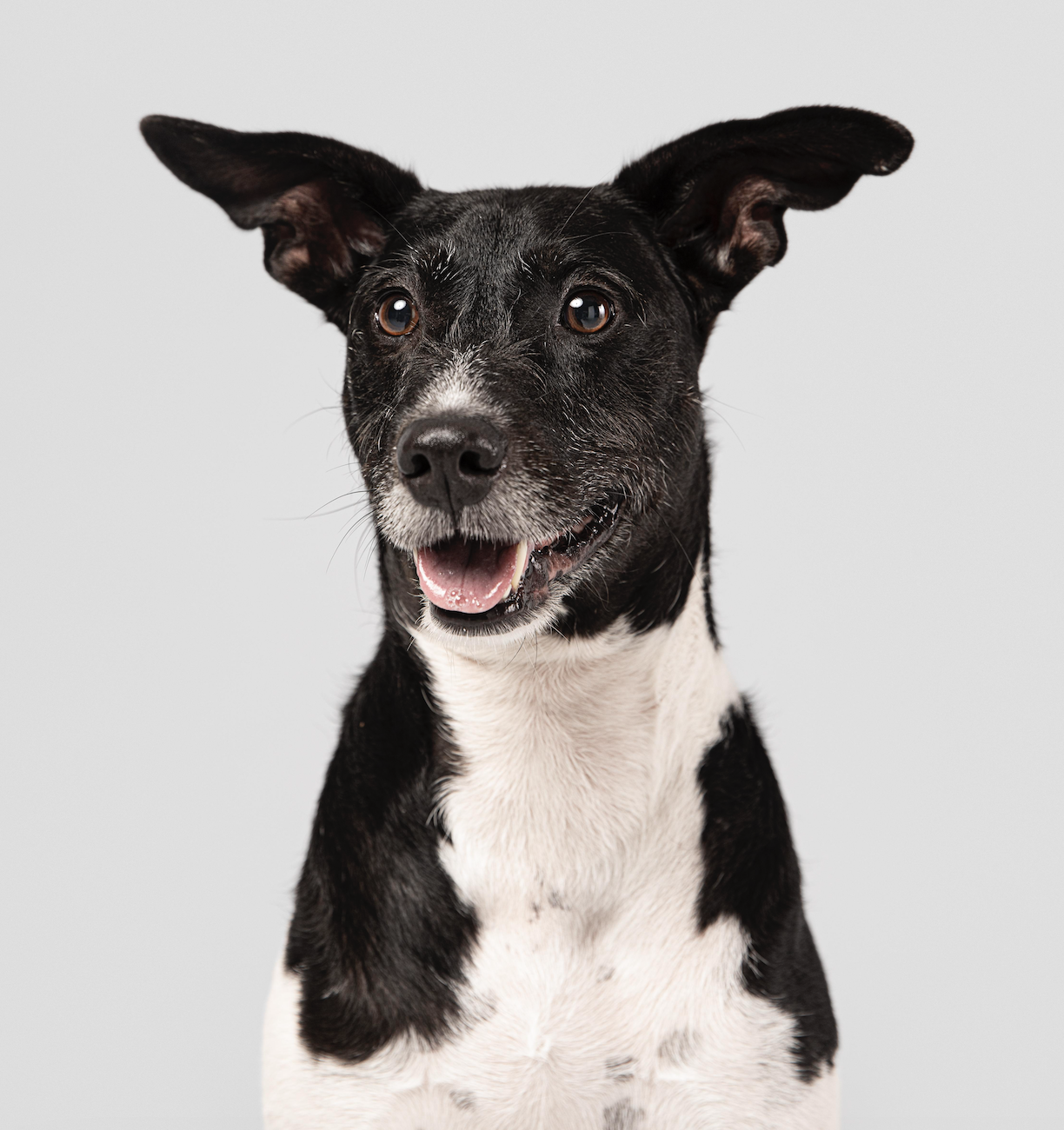 Violencia vicaria por matar mascota, Sentencia novedosa: condenado por violencia vicaria por matar a la mascota de su pareja, Montes y Asociados Abogados